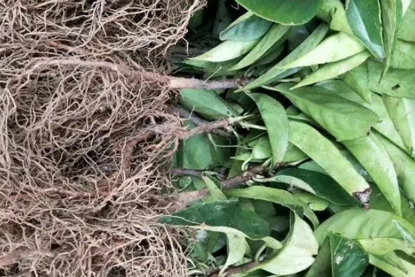 北方可以种植黑老虎吗,黑老虎不能在北方种植