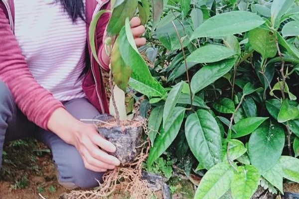 北方可以种植黑老虎吗,黑老虎不能在北方种植