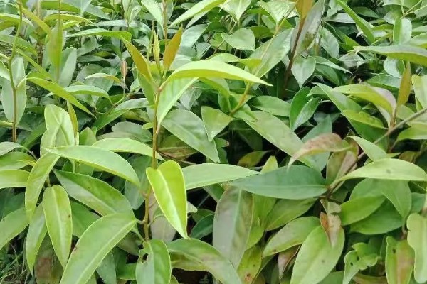 北方可以种植黑老虎吗,黑老虎不能在北方种植