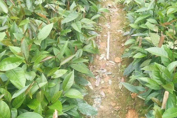 北方可以种植黑老虎吗,黑老虎不能在北方种植