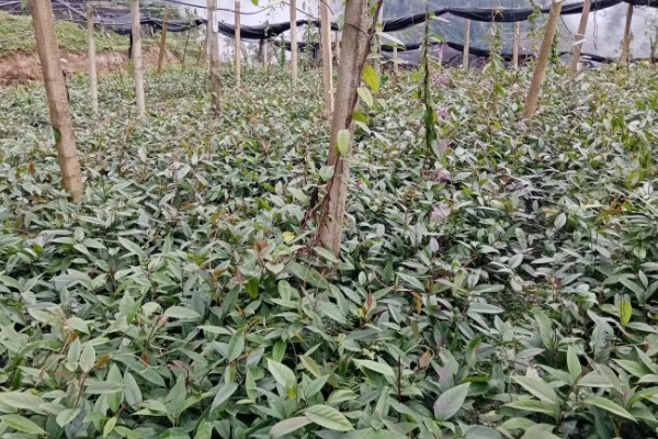 北方可以种植黑老虎吗,黑老虎不能在北方种植