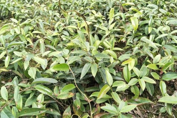 北方可以种植黑老虎吗,黑老虎不能在北方种植