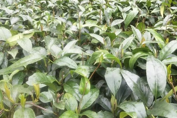 北方可以种植黑老虎吗,黑老虎不能在北方种植