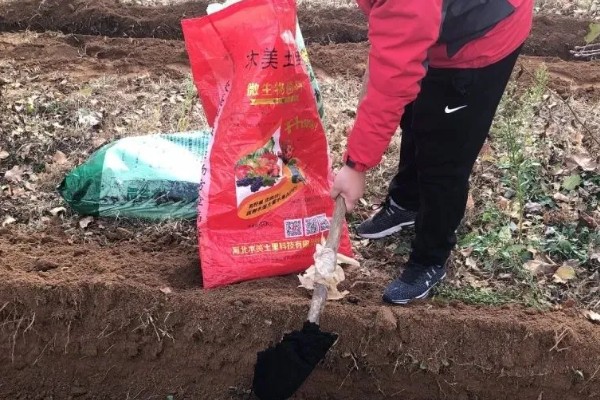 北方可以种植黑老虎吗,黑老虎不能在北方种植