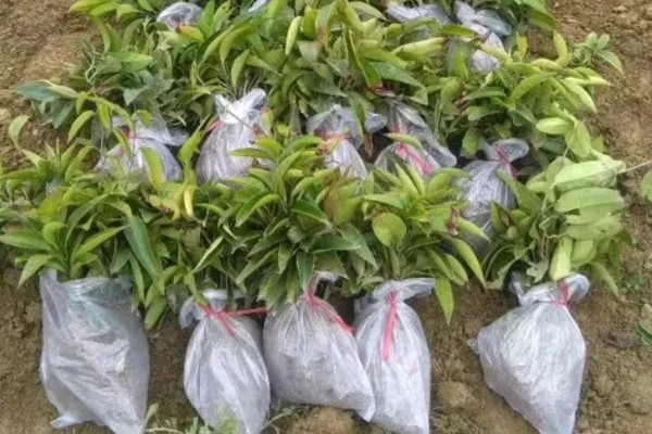 北方可以种植黑老虎吗,黑老虎不能在北方种植