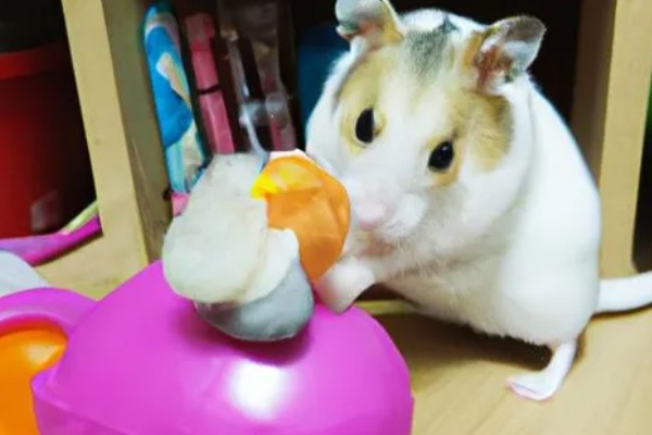 仓鼠没精神的原因，可能是温度太低了所致