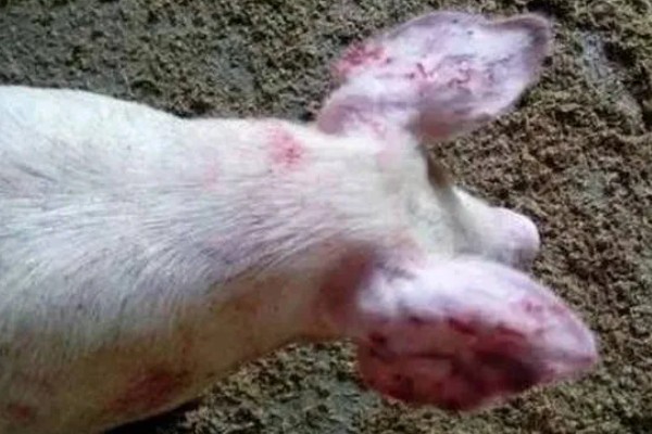 猪咬猪的原因,可能是饲养密度过高所致