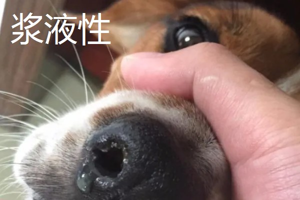 狗狗流鼻涕可以打疫苗吗,康复之后再带它去打疫苗