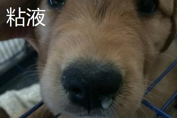 狗狗流鼻涕可以打疫苗吗,康复之后再带它去打疫苗