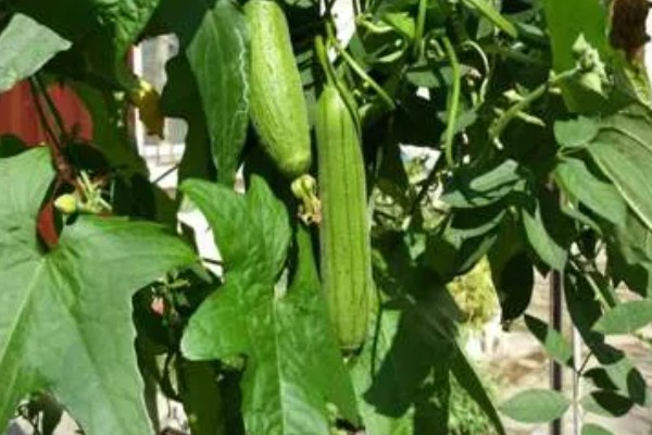 丝瓜什么季节成熟，夏天和秋天都有