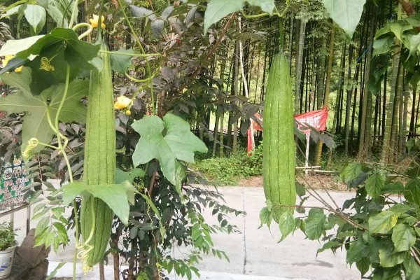 丝瓜什么季节成熟，夏天和秋天都有