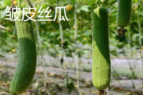 丝瓜什么季节成熟，夏天和秋天都有