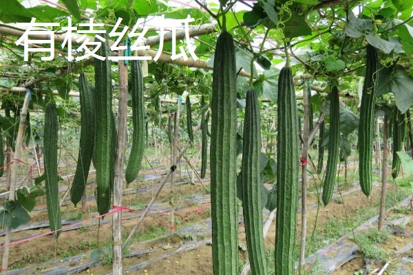 丝瓜什么季节成熟，夏天和秋天都有
