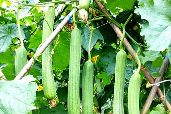 丝瓜什么季节成熟，夏天和秋天都有