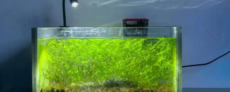 水族箱用什么颜色的灯，用白色的灯比较好