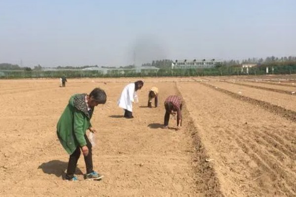 太子参用哪种土种植，选择土质疏松的有机沙土壤
