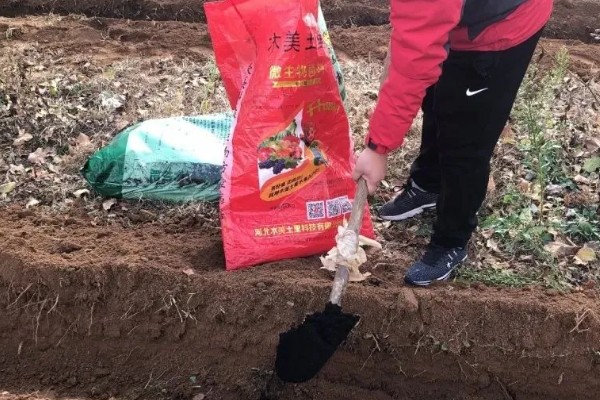 太子参用哪种土种植，选择土质疏松的有机沙土壤