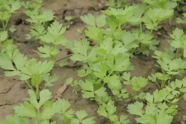 芹菜的种植方式,撒播后要浇水