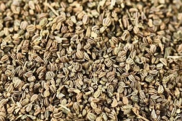 芹菜的种植方式,撒播后要浇水
