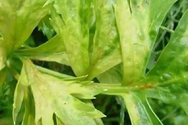芹菜的种植方式,撒播后要浇水