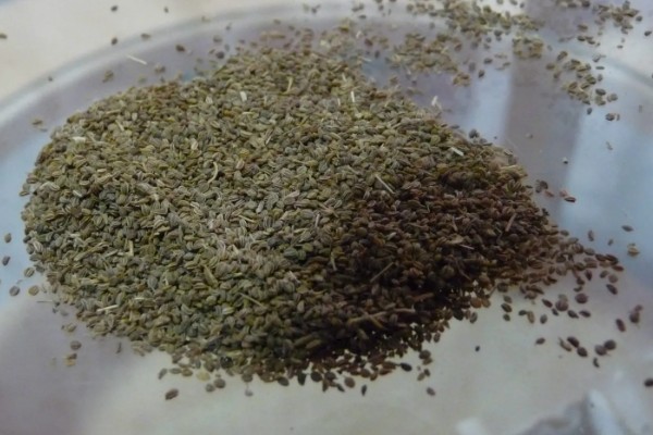 芹菜的种植方式,撒播后要浇水