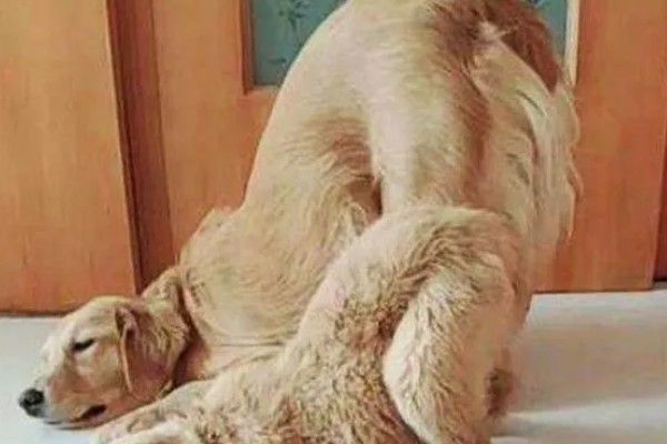 狗狗磨屁股的原因，可能是寄生虫感染、患有皮肤病等因素所致