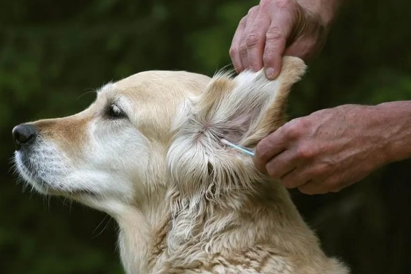 狗狗磨屁股的原因，可能是寄生虫感染、患有皮肤病等因素所致