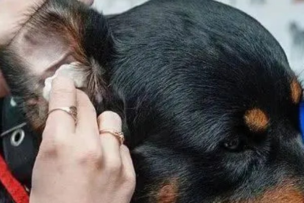 狗狗磨屁股的原因，可能是寄生虫感染、患有皮肤病等因素所致