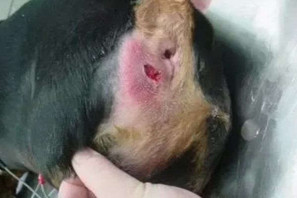 狗狗磨屁股的原因，可能是寄生虫感染、患有皮肤病等因素所致