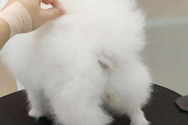 狗狗磨屁股的原因，可能是寄生虫感染、患有皮肤病等因素所致