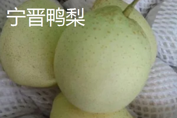 河北邢台市的特产，有宁晋鸭梨、雪花梨等