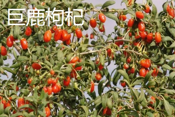 河北邢台市的特产，有宁晋鸭梨、雪花梨等