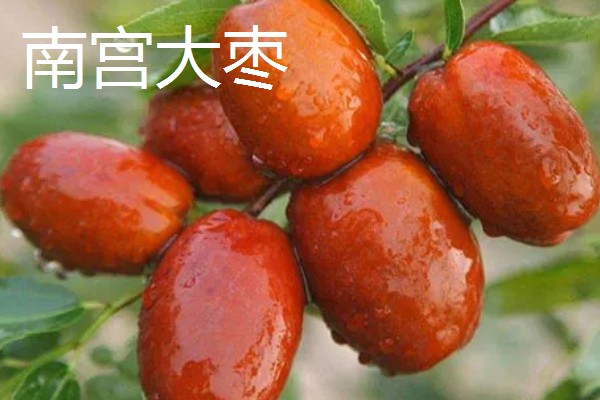 河北邢台市的特产，有宁晋鸭梨、雪花梨等