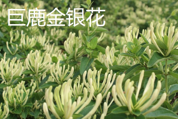 河北邢台市的特产，有宁晋鸭梨、雪花梨等