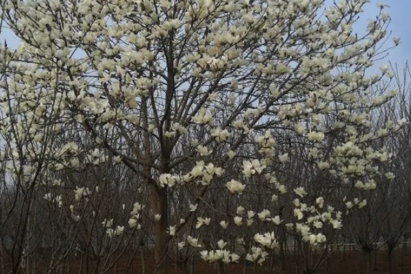 白玉兰怎么养殖,生长期追肥2次可促进花芽分化