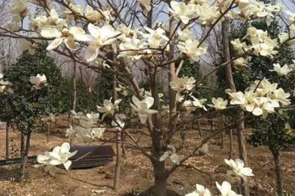白玉兰怎么养殖,生长期追肥2次可促进花芽分化
