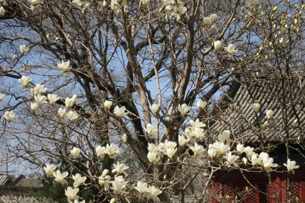 白玉兰怎么养殖,生长期追肥2次可促进花芽分化