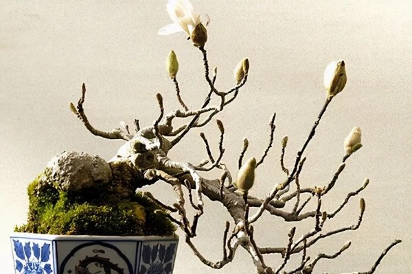 白玉兰怎么养殖,生长期追肥2次可促进花芽分化