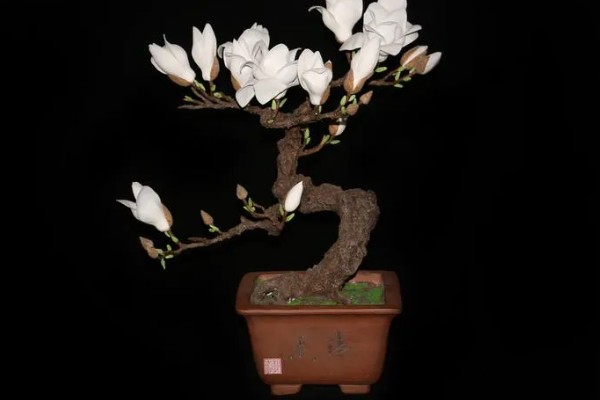 白玉兰怎么养殖,生长期追肥2次可促进花芽分化