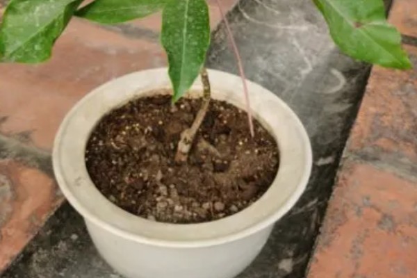 白玉兰怎么养殖,生长期追肥2次可促进花芽分化