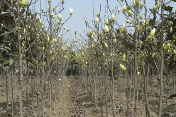 白玉兰怎么养殖,生长期追肥2次可促进花芽分化