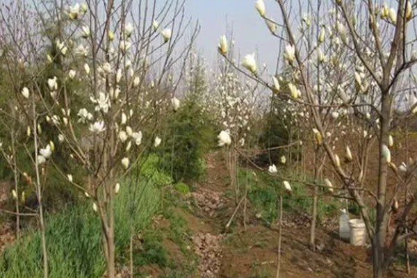 白玉兰怎么养殖,生长期追肥2次可促进花芽分化