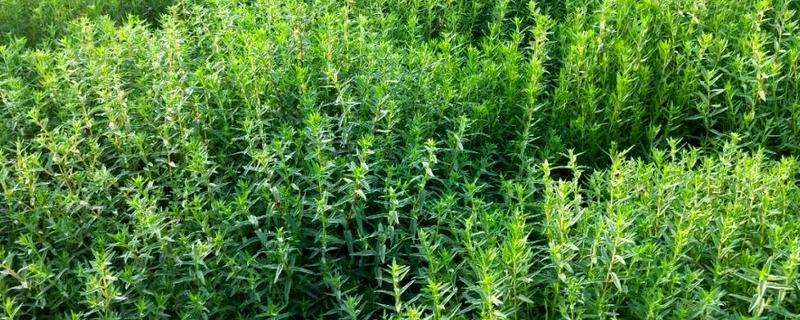 黄芩的种植技术，播种前需要温水浸种