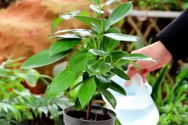 平安树怎么养护，夏季每隔2-3天浇一次水