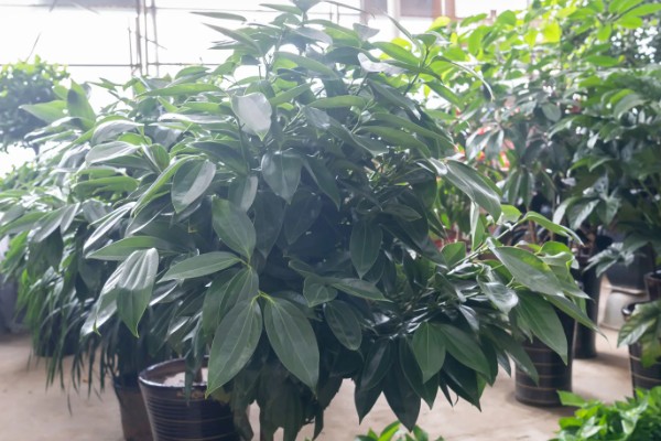 平安树怎么养护，夏季每隔2-3天浇一次水