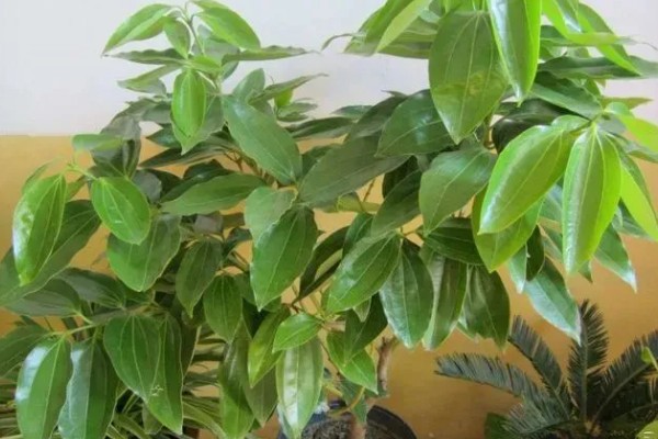 平安树怎么养护，夏季每隔2-3天浇一次水