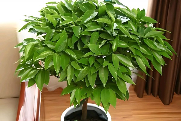 平安树怎么养护，夏季每隔2-3天浇一次水