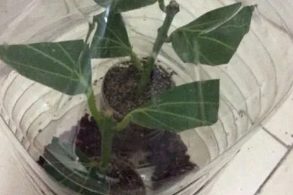 平安树怎么养护，夏季每隔2-3天浇一次水