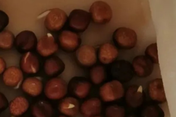 平安树怎么养护，夏季每隔2-3天浇一次水