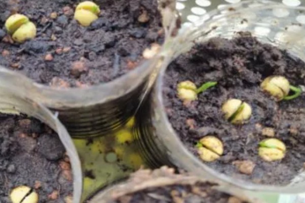 平安树怎么养护，夏季每隔2-3天浇一次水